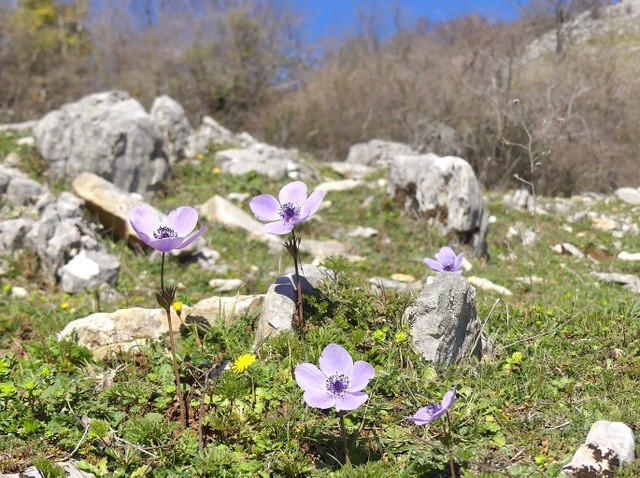 Dactylorhiza romana e prime fioriture tra Lazio e Campania - marzo 2023.